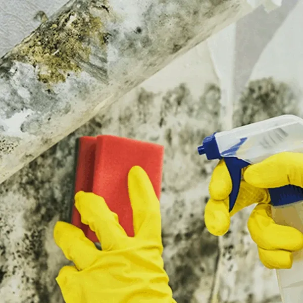 An extensive guide to cleaning mold and mildew from walls